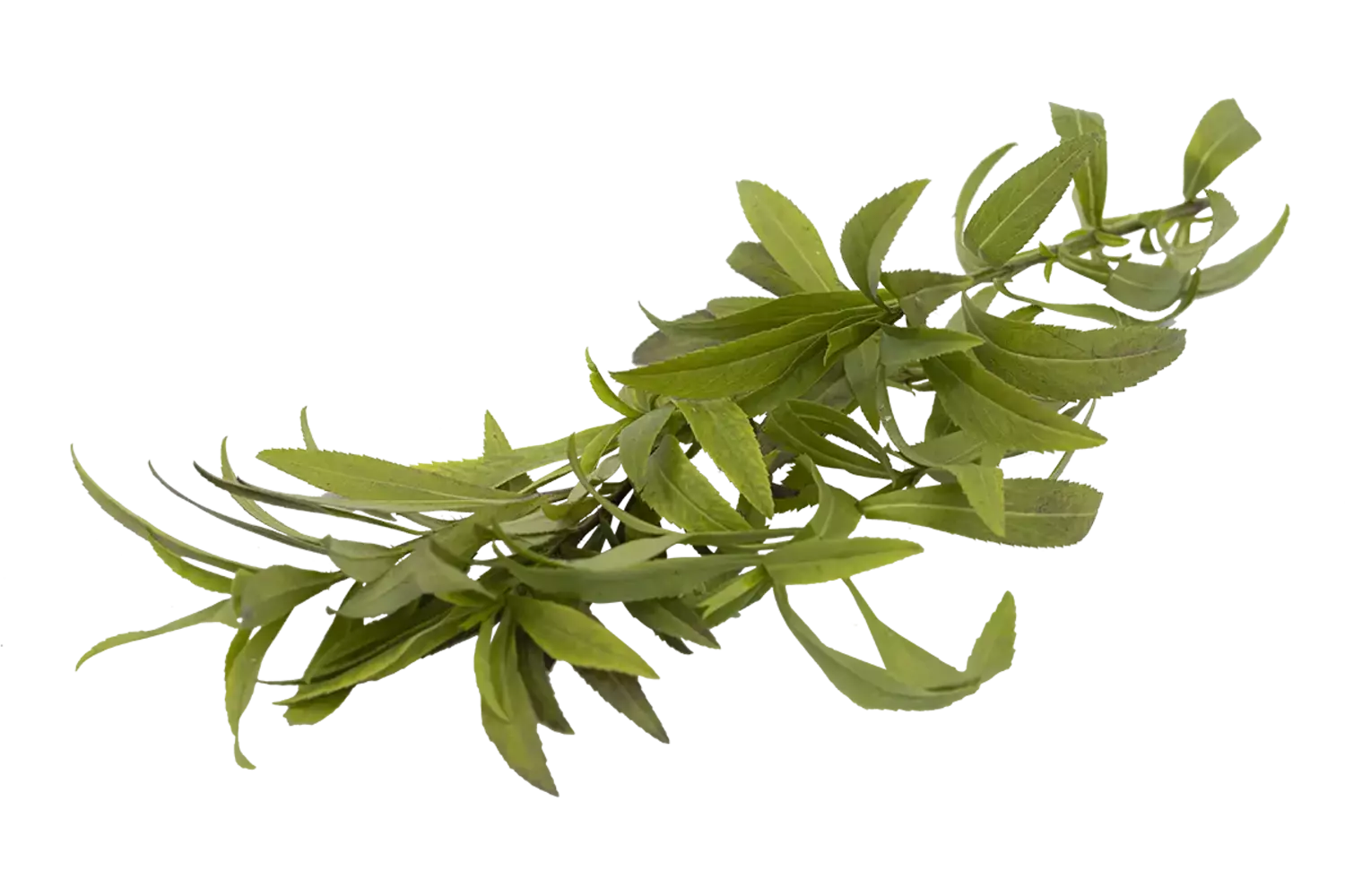 Estragon mexicain 30g pièce